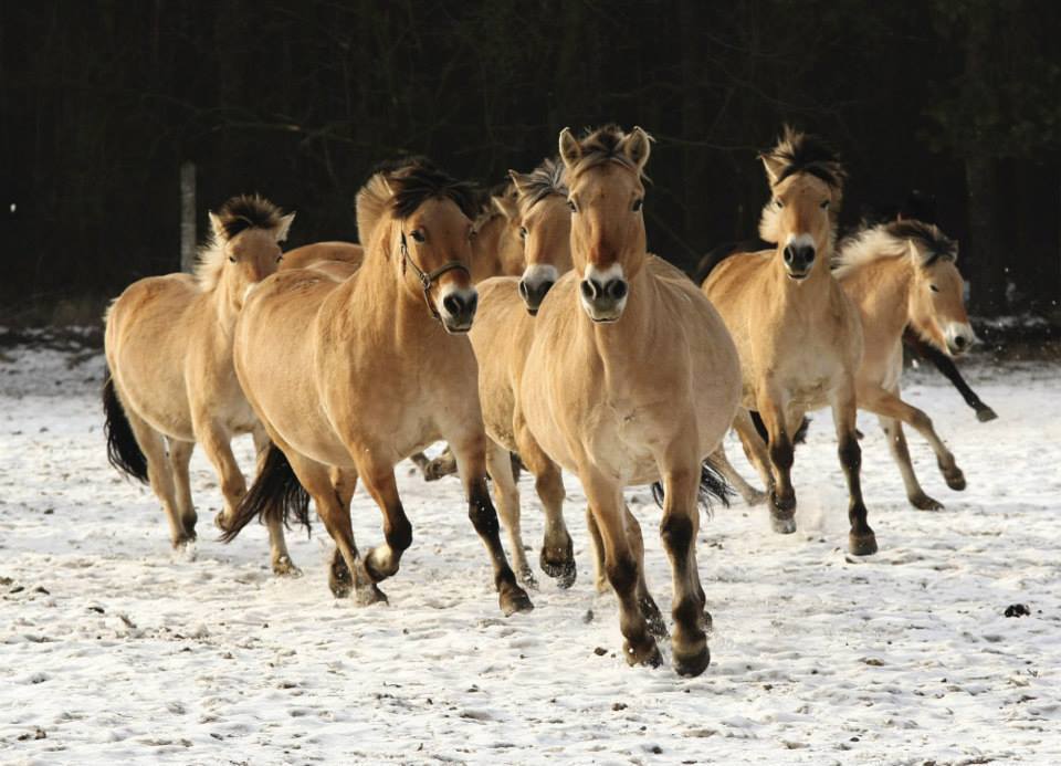 fjord horses for sale